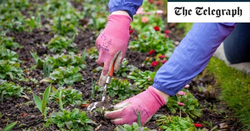 The best ways to remove weeds from your garden