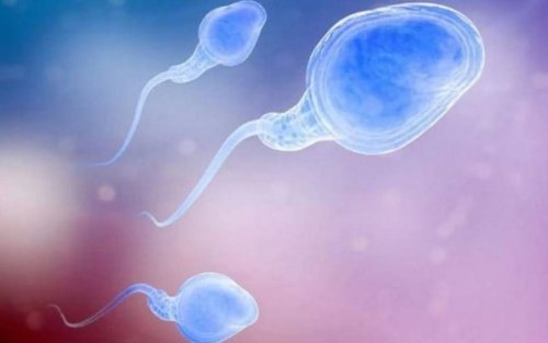 Scientists unlock secrets of biological sex within sperm for first time in major breakthrough