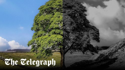 ‘They’re like humans’: Why we grieve the loss of a special tree