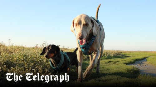 Dear Richard Madeley: ‘How can we make sure next door’s big dog doesn’t rile ours?’