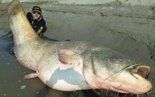 Monster catfish which looks big enough to swallow a man whole caught in Italy