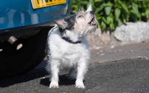 Do you speak dog? The idea's not barking mad, say scientists