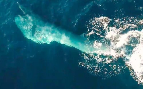 'World-first' drone footage shows Bryde’s Whales feeding off the coast of Auckland