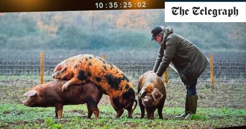 Jeremy Clarkson turns to pigs to make money out of Diddly Squat