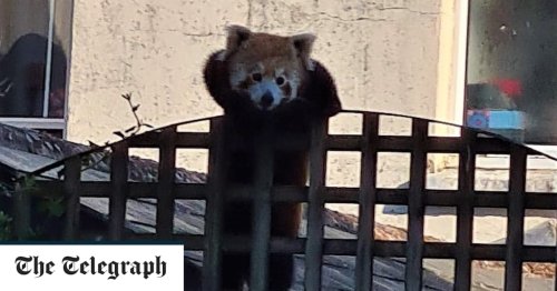 Red panda who escaped from zoo is caught by shocked shop staff