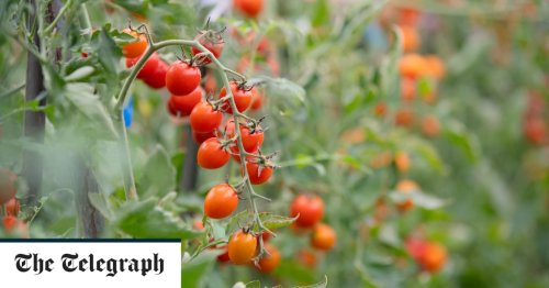 Tomato plants talk to themselves when approached by predators, study finds