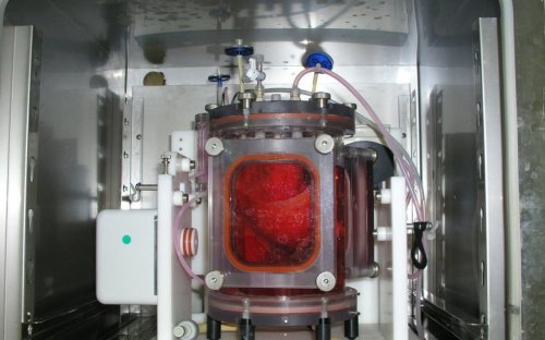 Grow-your-own organs could be here within five years, as scientists prove they work in pigs 