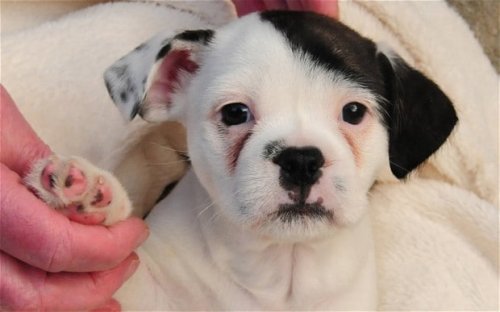 Meet Patch the dog who looks like Adolf Hitler