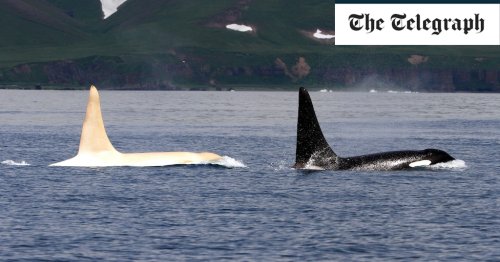 Only known white killer whale sighted by scientists for first time since 2012