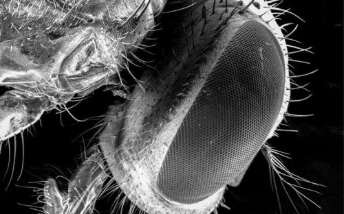 Don’t eat food if a fly lands on it, as they carry more dangerous bacteria than previously thought, warn scientists