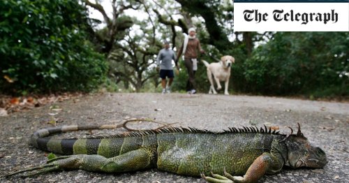 Frozen iguanas falling out of trees as icy weather hits Florida