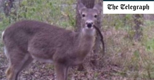 Scientists catch deer eating human remains