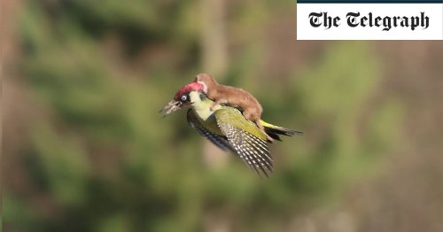 Comedy Wildlife Photography Awards 2015: the best entries so far
