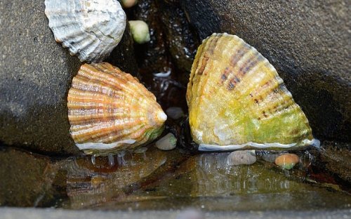 Strongest material known to man? A limpet's tooth