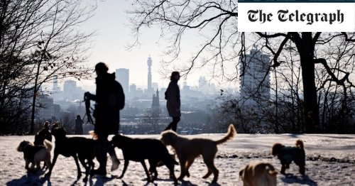 Police to set up world’s first DNA database to help collar dog thieves