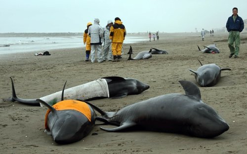 Deaths of 100 dolphins in Japan triggers speculation of earthquake