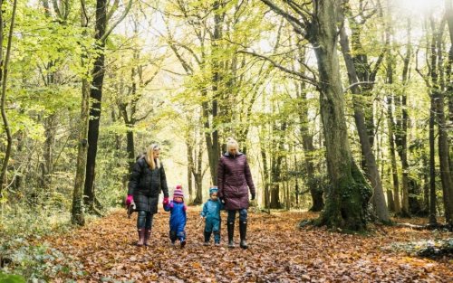 If you go down to the woods today...it will banish the winter blues, say health experts