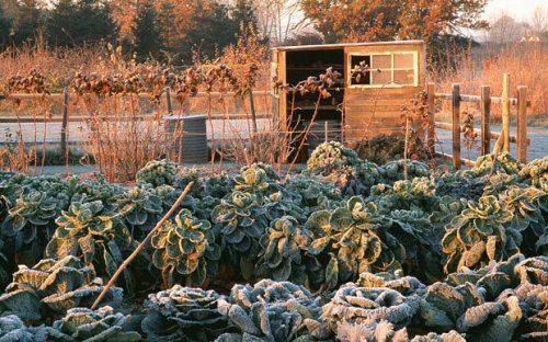 A gardener's guide to growing winter vegetables