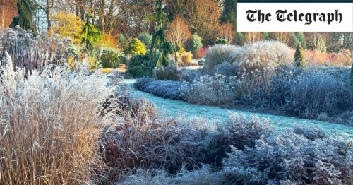 Helen Yemm: how I keep the garden going over the new year