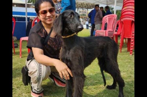 ABCs of desi breeds: Spotlight on India's canine heritage
