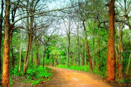 Similipal National Park takes major step to detect forest fires using AI and drones
