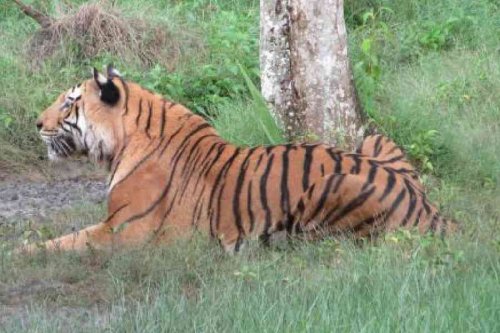 Odisha: Coolers, watermelons for Nandankanan Zoological Park inmates for heat relief