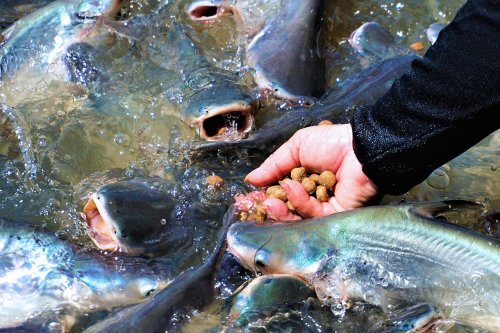 Quản lý thức ăn để cắt giảm chi phí nuôi trồng thủy sản