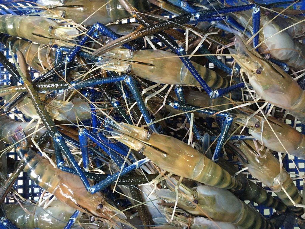 Shrimp Farming - cover