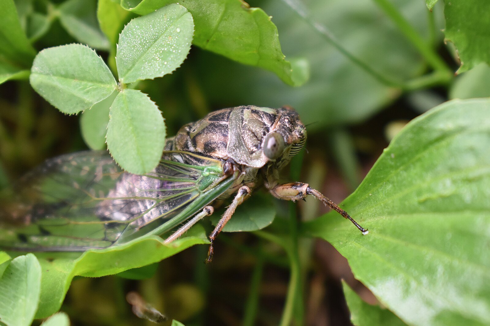 Where Cicadas Go, So Too Go the Sounds of Summer in Texas