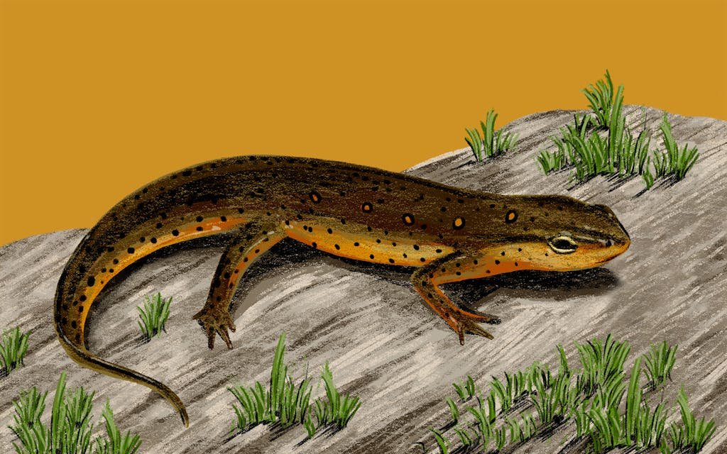 Beware the Toxic Trait of the Eastern Newt