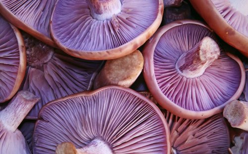 Hunting for Texas’s Prettiest Purple Mushroom