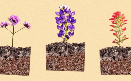 Wildflowers Survive Drought Conditions Thanks to the Fungus Among Us