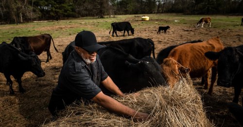 Black Texas farmers were finally on track to get federal aid. The state’s agriculture commissioner is helping stop that.