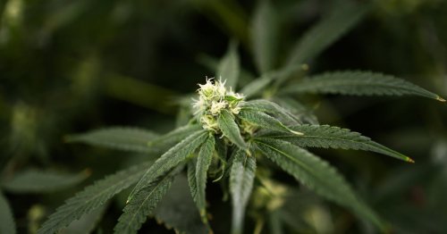 Texas Senate passes hemp ban, a Dan Patrick priority