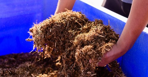 Texas hemp farmers fear full THC ban would nip industry in the bud