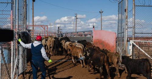 Texas braces for an imminent screwworm infestation, a threat to the state’s cattle industry