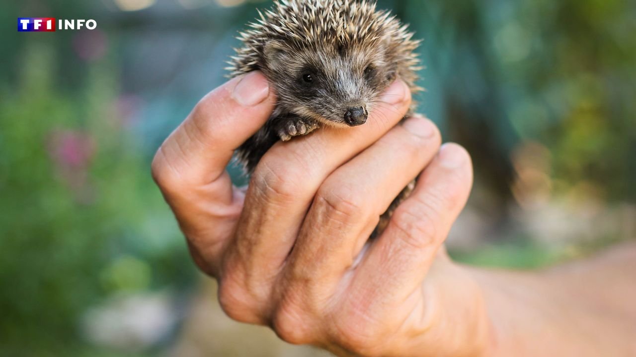 Connaissez-vous l'adorable nom du bébé du hérisson ? | TF1 INFO