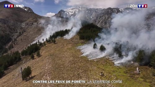 Contre les feux de forêts : la stratégie corse | TF1 INFO