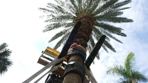 Réchauffement climatique : pourquoi Miami déracine ses palmiers