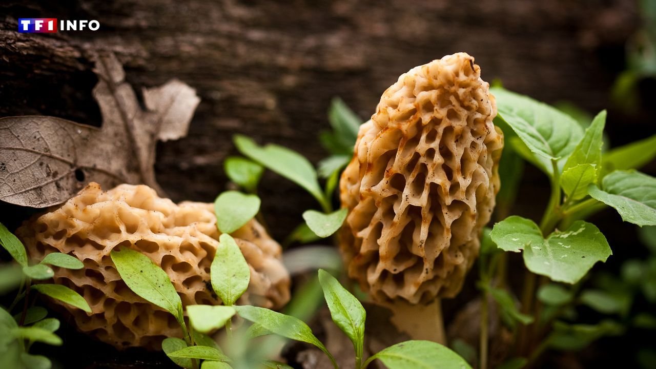 Chasse aux champignons : pourquoi les morilles sont de plus en plus difficiles à trouver dans les forêts françaises | TF1 INFO