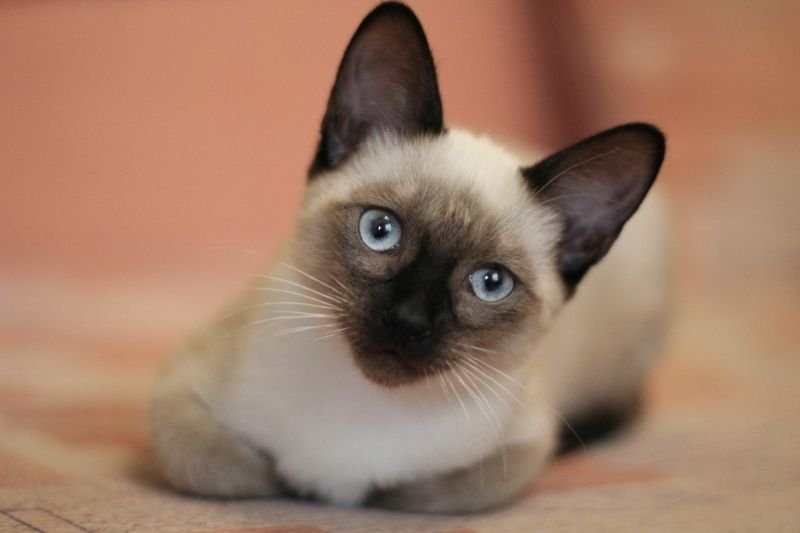 Cat Breeds That Don't Shed (Much) Flipboard