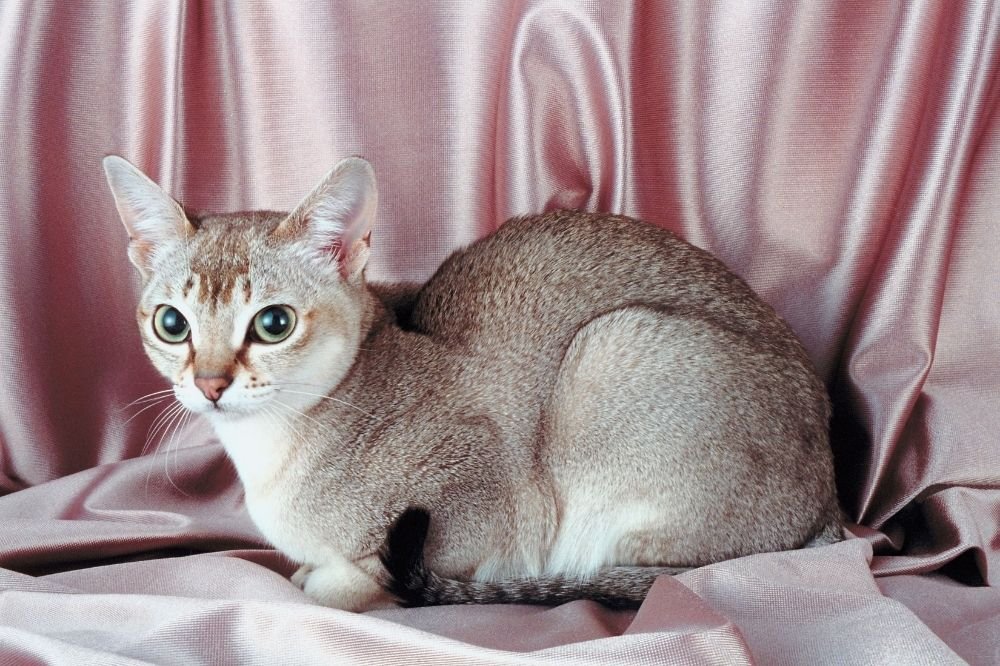 Small Cat Breeds: 5 Mini Cats That Will Steal Your Heart - That Cuddly Cat