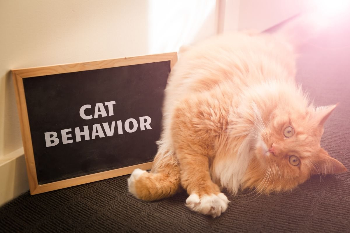 25 Typical Cat Behaviors Explained