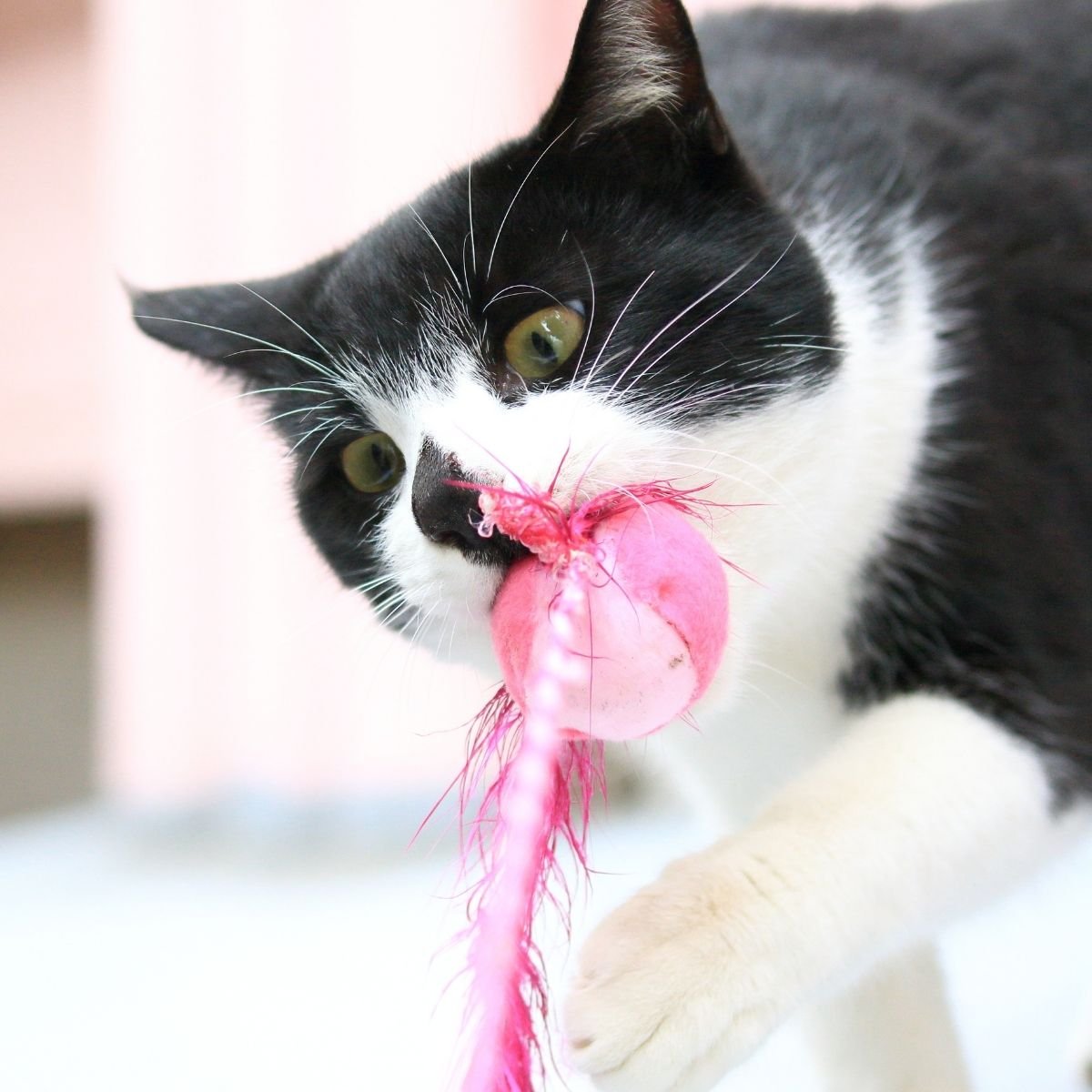 5 ways to keep your cat entertained - cover