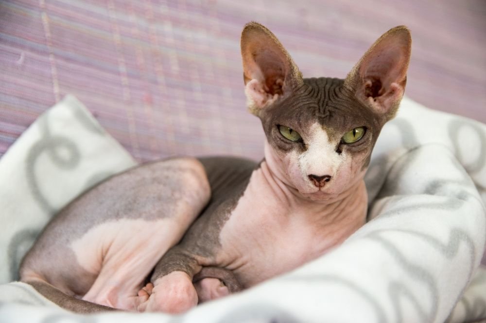 Are Sphynx Cats Hypoallergenic? - That Cuddly Cat