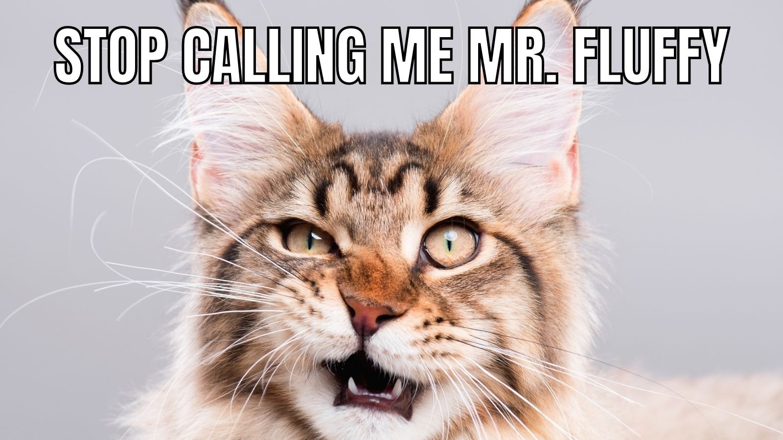 25 Funny Cat Memes to Brighten Your Day | Flipboard