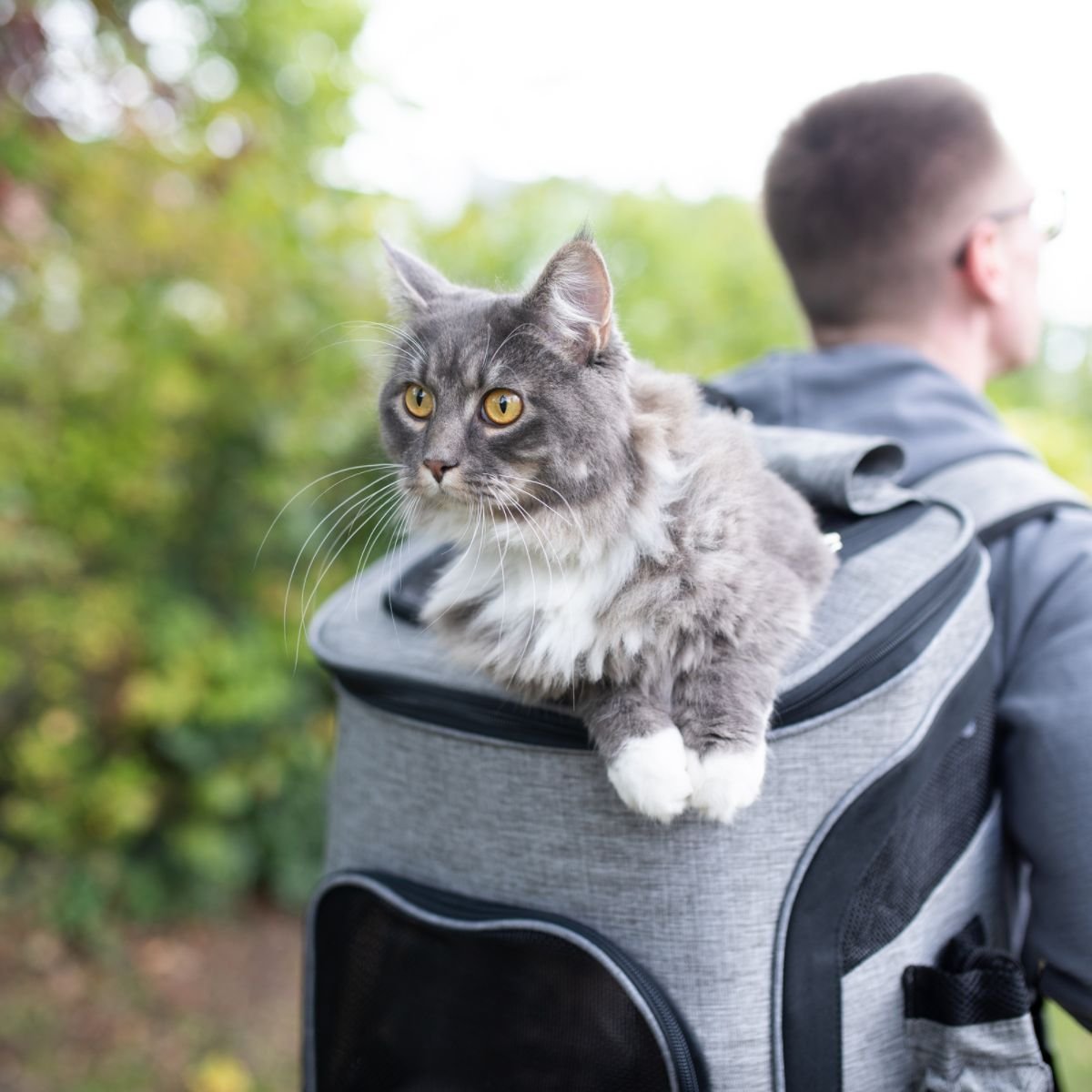 5 Top Tips for Traveling With Your Cat Flipboard