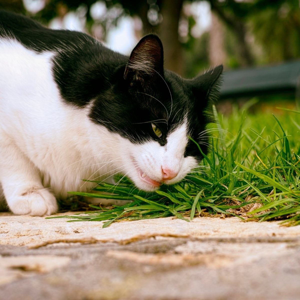 Why Do Cats Eat Grass And Is It Bad?