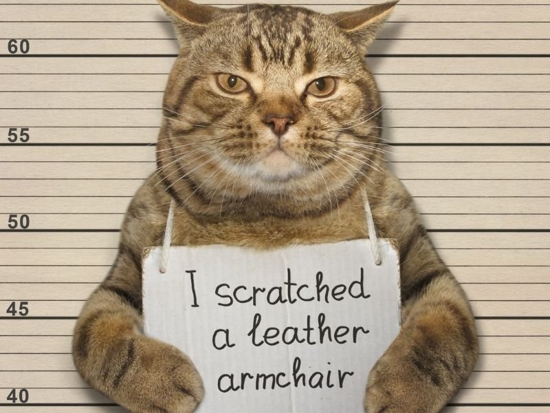 Why Do Cats Scratch?
