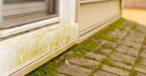 Get rid of algae and moss from patios and porch roofs with 'miracle' solution